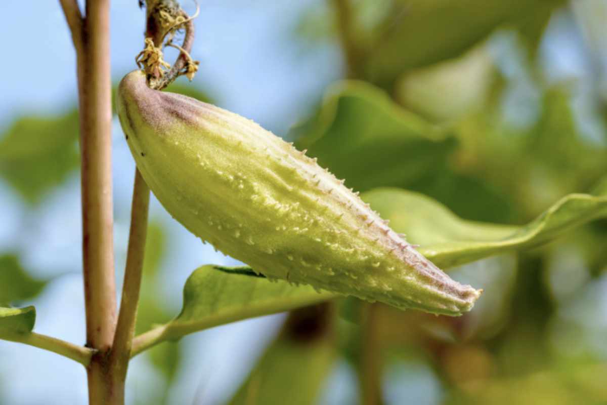 In Nord America, dove è molto diffusa, l’Asclepias syriaca ha molteplici utilizzi. I fiori sono commestibili e vengono tradizionalmente consumati
