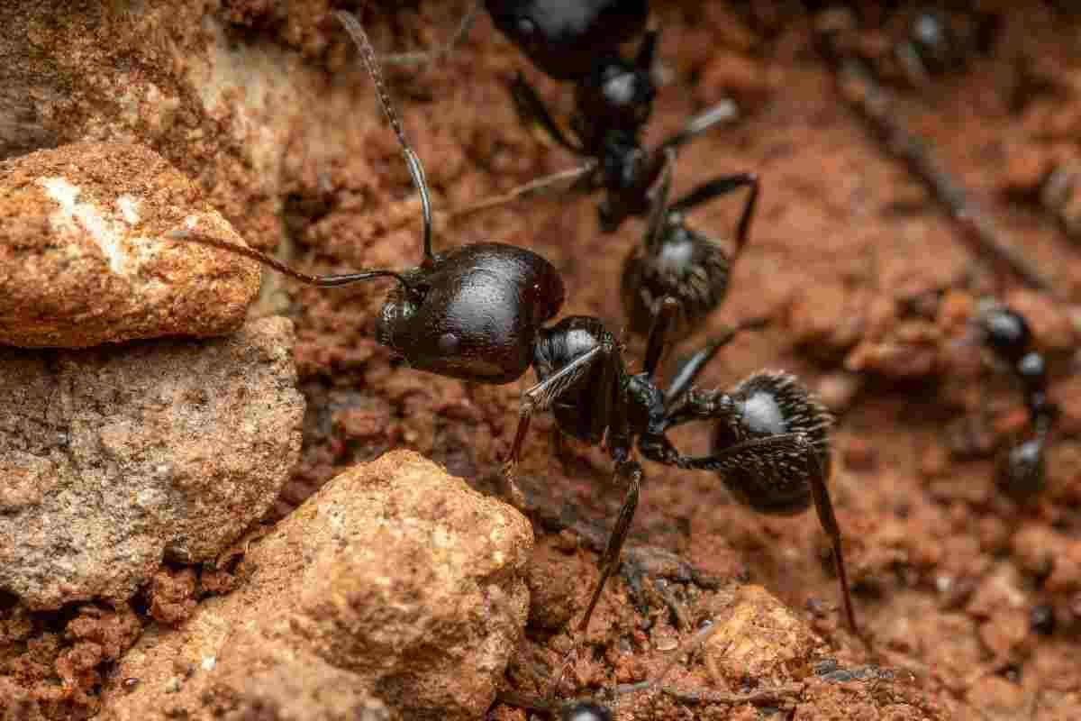 bambino di 8 anni che fa una scoperta nel suo giardino