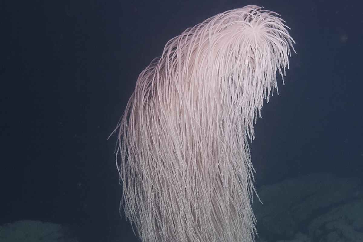 iridogorgia chewbacca