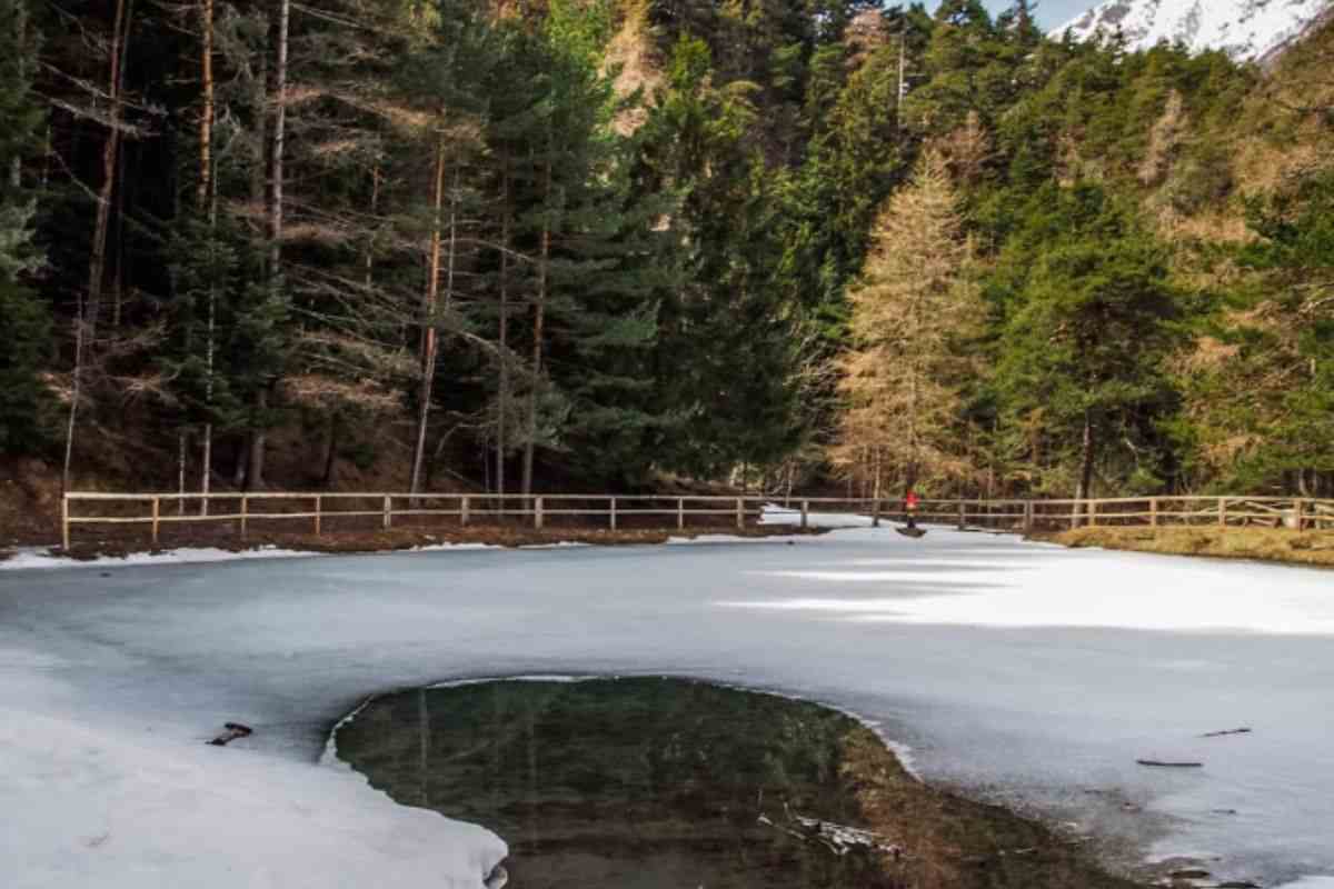 scopri la bellezza del bosco di Salbertrand