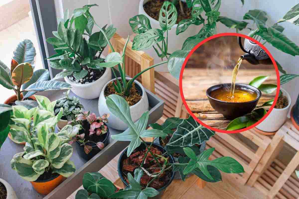 decotto di equiniseto per mantenere le piante in forma