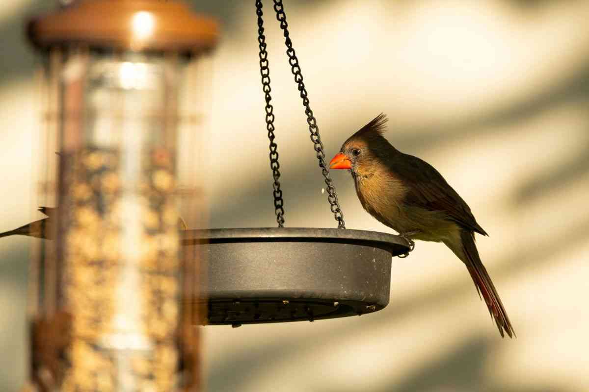 se metti una pallina di tennis in giardino puoi salvare moltissimi animali